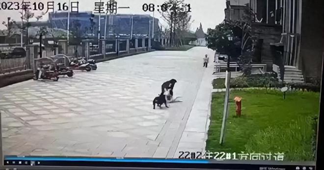 恶犬事件深度解析，背后的真相与应对之道