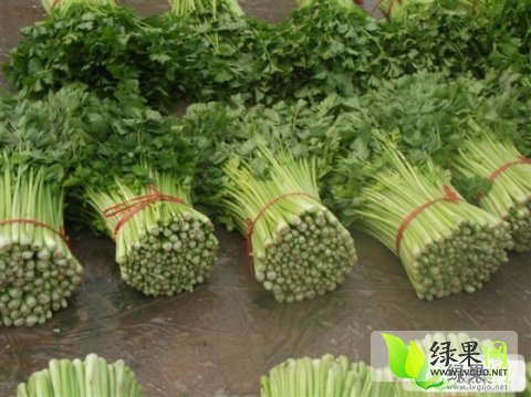 最新芹菜价格动态及分析