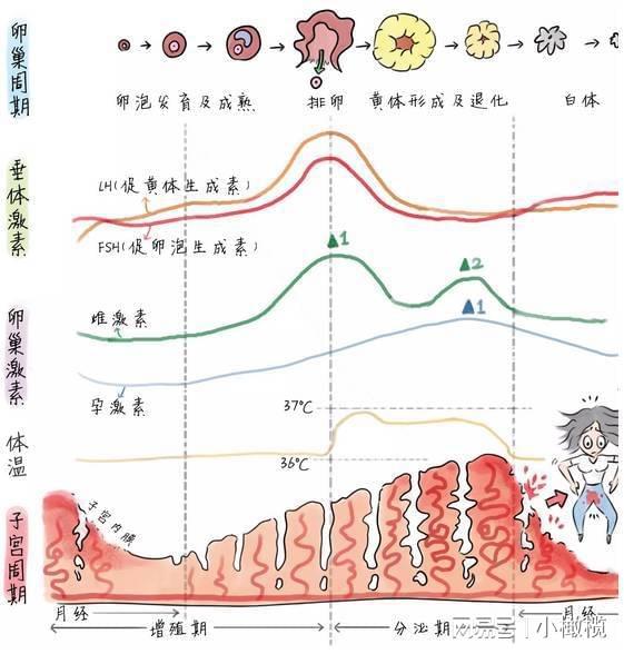 月经日期最新，女性生理周期的健康与变化解析