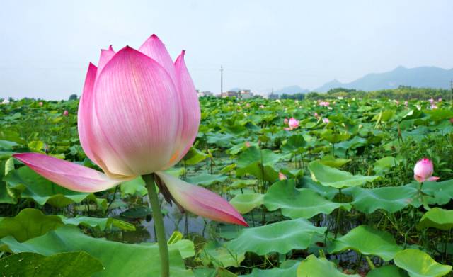 晋江金星莲花最新盛放，传统之美与现代创意的完美融合(晋江金星集团)