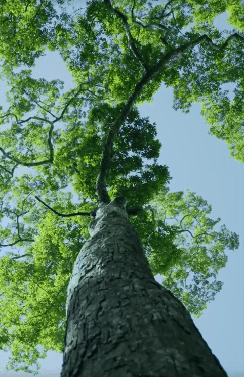 瑶视频最新动态，引领短视频潮流，赋能创作者未来(瑶的视频介绍)