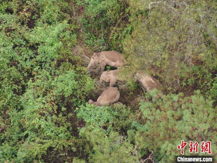 象群最新动态，一路北迁，引发关注