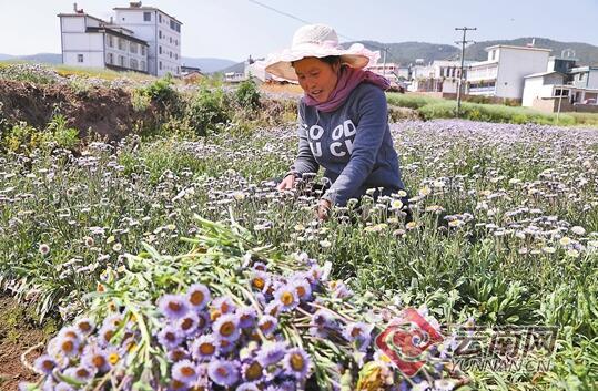 郫县最新发展动态，探寻县域经济新增长点