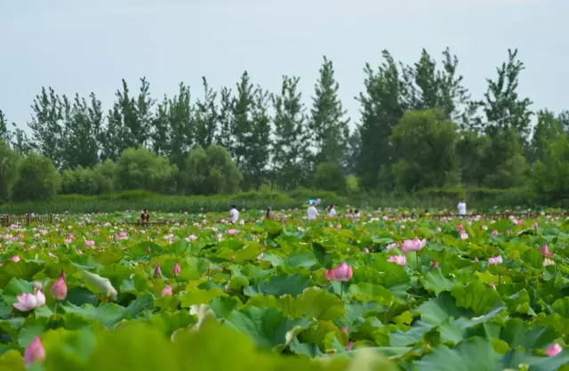 晋江莲花最新，探寻盛开之美与背后的故事