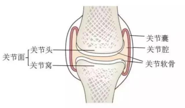 关节软骨再生领域的最新突破与展望